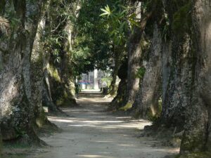 Le Jardin Botanique de Rio